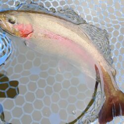 前半苦戦後半まあまあ ～岡崎トラウトポンド～